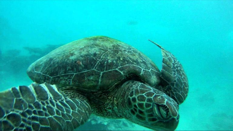 Great Barrier Reef in a Day