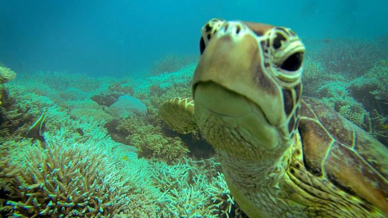 Best Time to Dive Into the Reef?