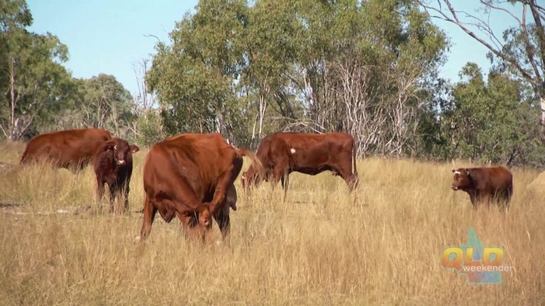 Minmore Farmstay