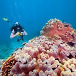 Scuba Diving, Fitzroy Reef Lagoon, Great Barrier Reef, QLD