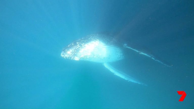 Swimming with Whales