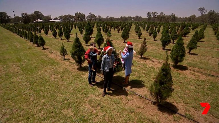 A Christmas Tree Farm Just Hours From Brisbane