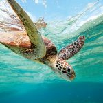 Green Turtle, Lady Elliot Island, QLD