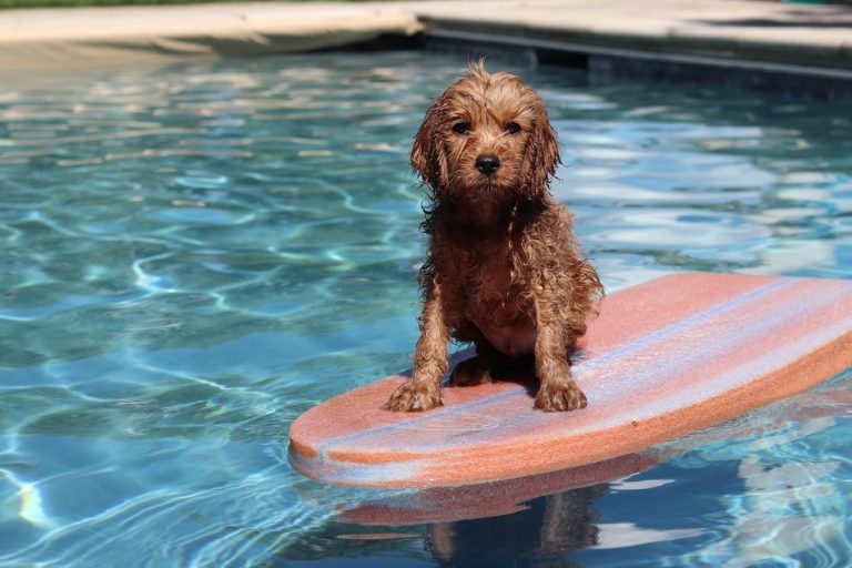 Dog-Friendly Day Out On The Gold Coast