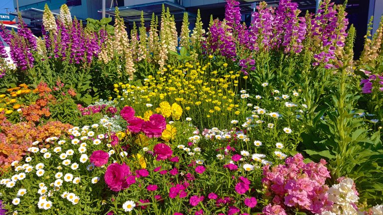 Toowoomba Carnival of Flowers 2020