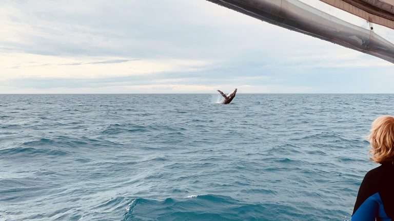 Whale Watching in Hervey Bay