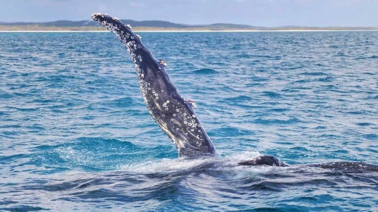 Australia’s Whale Watching Capital – Hervey Bay