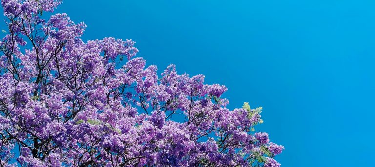 Jacaranda season in the city of Ipswich